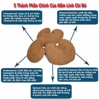 Tác dụng của nấm linh chi với bệnh tiểu đường