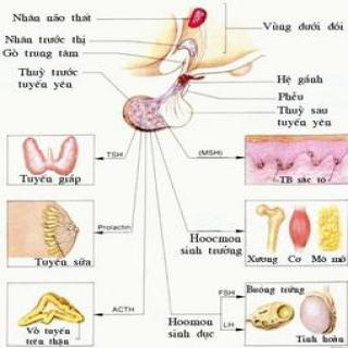 Đông trùng hạ thảo có tác dụng đối với hệ thống nội tiết